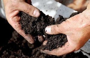 Как узнать по внешним признаками кислотные почвы