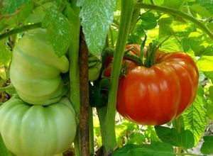 Как выбрать подходящие сорта томатов для рассады
