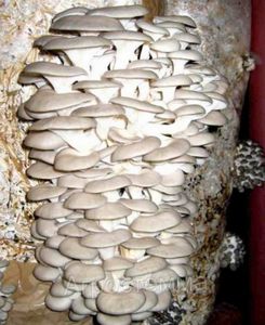 Как выращивать грибы вешенки?