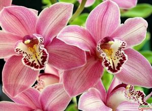 Как выращивать орхидеи в домашних условиях: основные рекомендации и требования