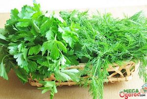 Как выращивать зелень на продажу: зеленый лук, укроп, петрушку и шнитт-лук