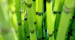 Как вырастить бамбук: размножение, посадка и советы по уходу