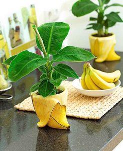 Как вырастить банан из семян в домашних условиях, трудности выращивания