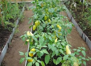 Как вырастить эстрагон в теплице: сорта, технология посадки и выращивания