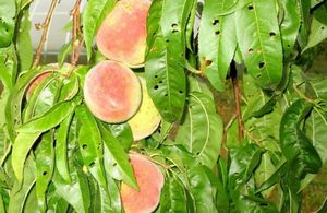 Как защитить персик от болезней?