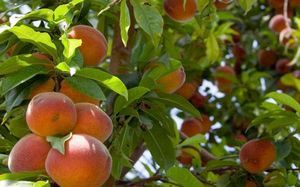 Как защитить персик от вредителей