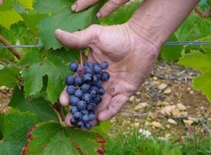 Какая должна быть плотность грозди винограда