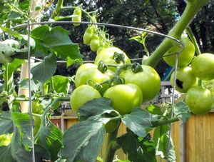 Какая должна быть температура для выращивания томатов?