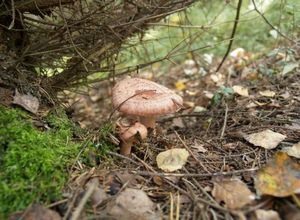Какие есть грибы лиственных лесов