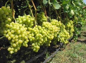 Какие сорта винограда лучше выращивать?