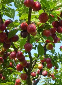 Какие виды и сорта плодовых деревьев можно перепрививать