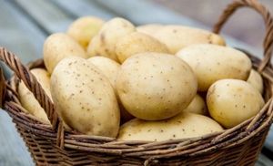 Картофель адретта – высокоурожайный, вкусный сорт