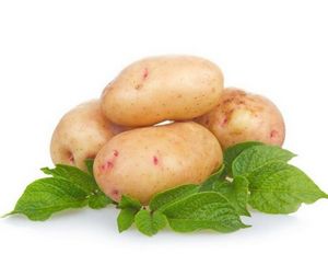 Картофель сорта аврора — любимец дачников
