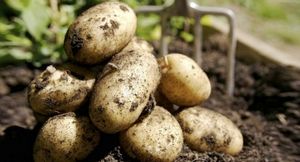 Картофель вектор — плод белорусской селекции