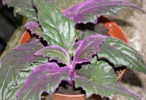 Кислица фиолетовая: характеристика, уход и борьба с вредителями растения