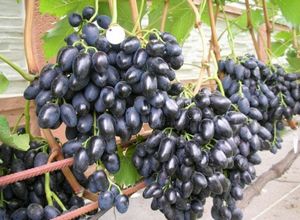 Классификация сортов винограда по морозоустойчивости
