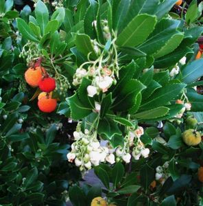 Клубничное дерево - выращивание и полезные свойства кудрании