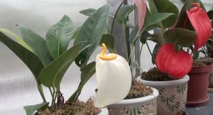 Комнатный цветок гузмания: уход, размножение, общие сведения