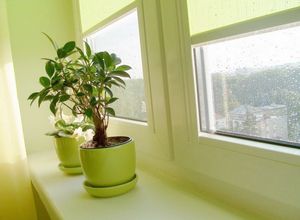 Комплексный уход за комнатными растениями в осенне-зимний период