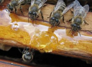 Корм для пчел — как подкормить пчел зимой и ранней весной