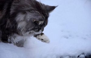 Коты и кошки зимой