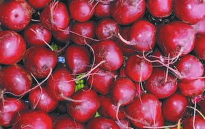 Красная свекла: польза, вред и особенности выращивания