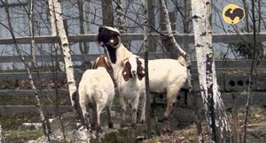 Краткое описание пород коз