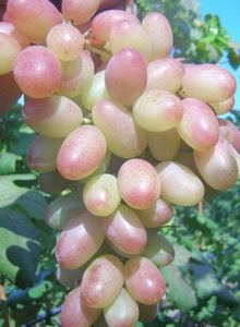 Краткое описание сортов винограда