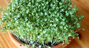 Кресс-салат — выращивание зелени в домашних условиях