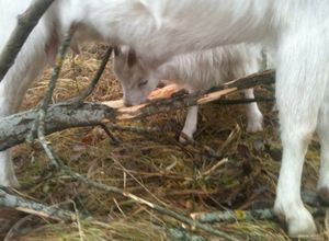 Ламанчи: молочные козы с короткими ушами