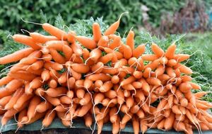 Легкий способ выращивания моркови