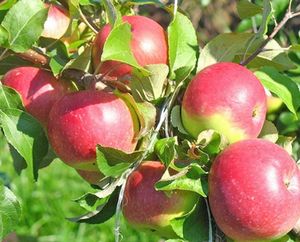 Летние и осенние сорта яблонь