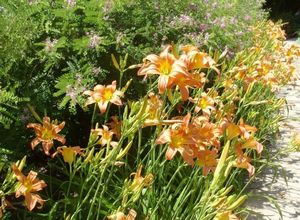Лилейник — цветок удачи в наших садах