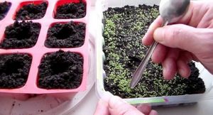 Лобелия ампельная: выращивание из семян и советы по уходу
