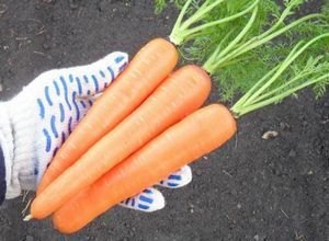 Лучшие семена моркови: раннеспелые, среднеспелые, позднеспелые и разноцветные сорта