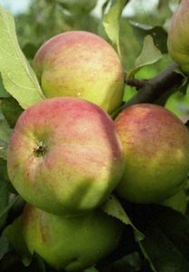 Лучшие сорта яблонь для подмосковья: особенности выращивания
