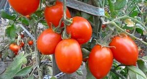 Лучшие сорта томатов голландской селекции