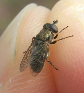 Луковая муха. описание