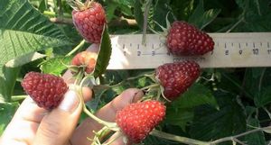 Малина сорта карамелька: советы по выращиванию сладкой ягоды