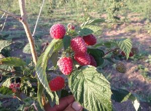 Малина сорта патриция – вкусный урожай крупных ягод