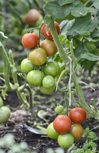 Минеральные удобрения для томатов