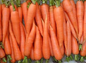 Морковь королева осени — один из лучших позднеспелых сортов