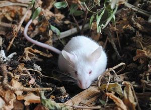 Народные средства от мышей и крыс