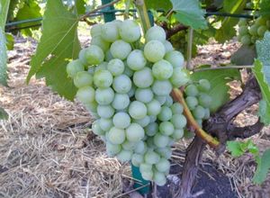 Названия и особенности выращивания восточных сортов винограда