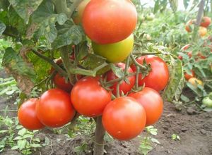 Низкорослые и высокорослые сорта томатов