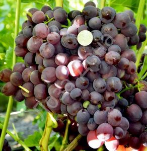 Новинки сортов винограда