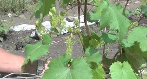 Обрезка и искусственное опыление винограда весной
