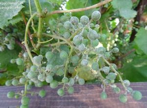 Оидиум (мучнистая роса винограда) винограда. описание и меры борьбы