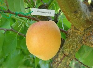 Описание и характеристика роста и плодоношения абрикоса