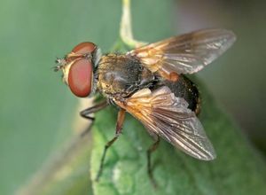 Описание и размножение мухи-тахины